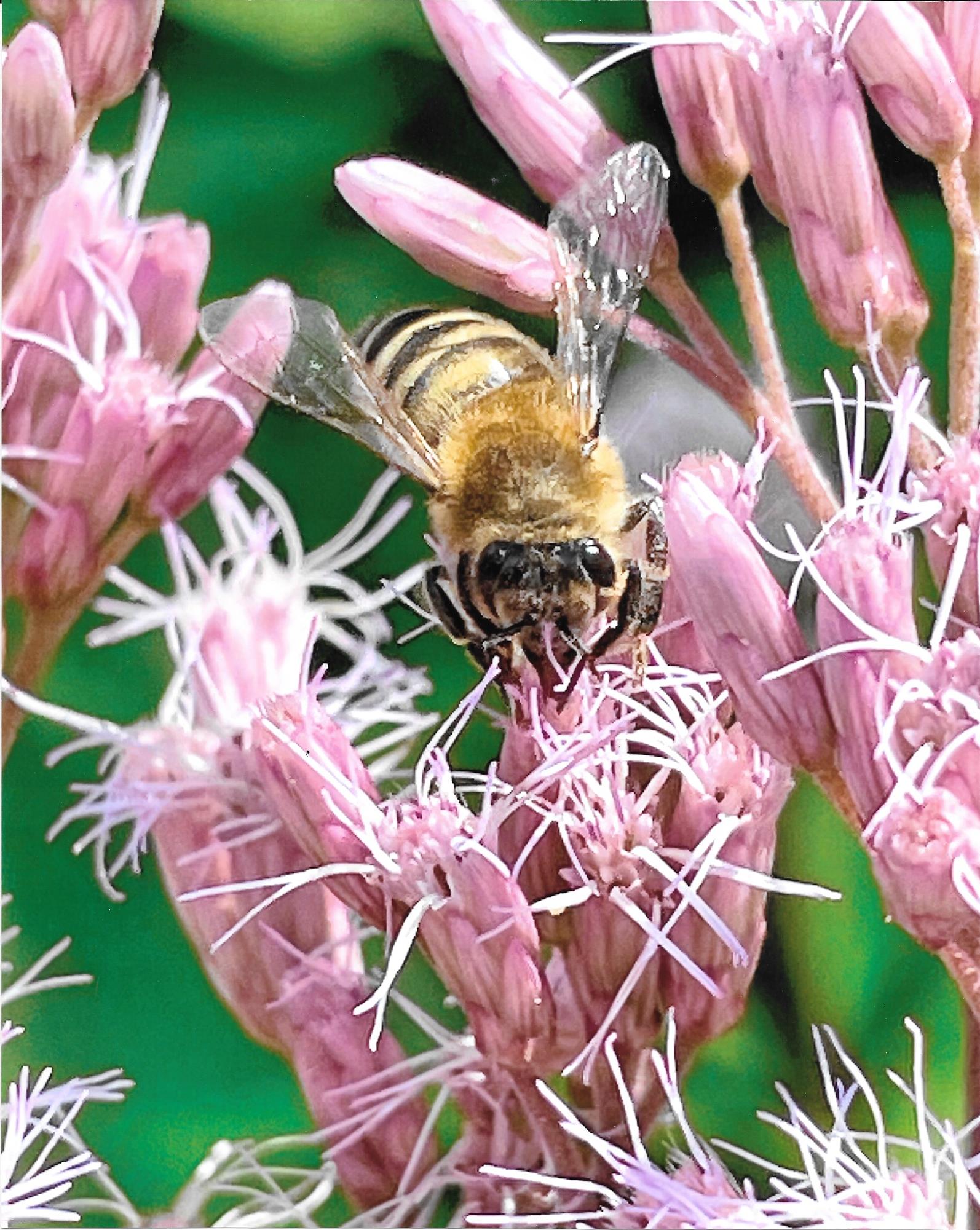 Second Place in Nature Catagory